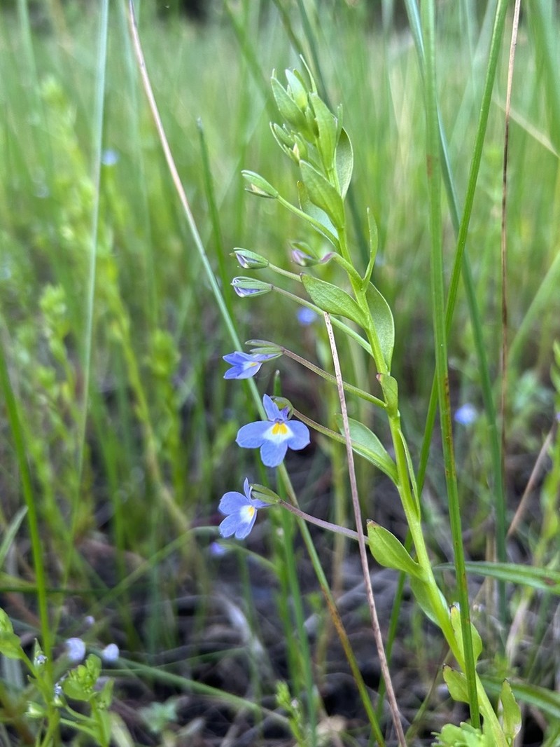Cascade Calicoflower photo 4