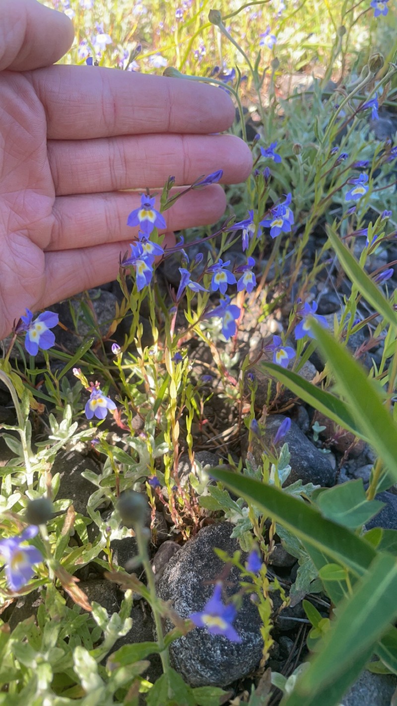 Cascade Calicoflower photo 7