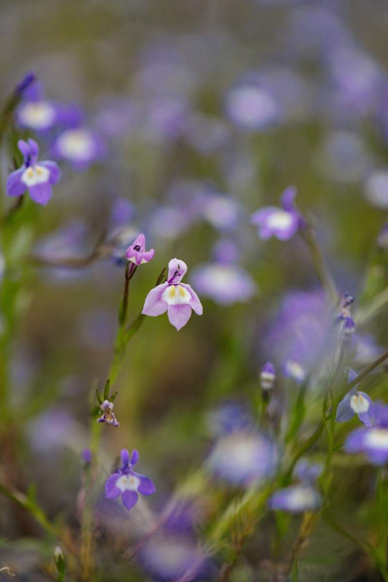 Cascade Calicoflower photo 8