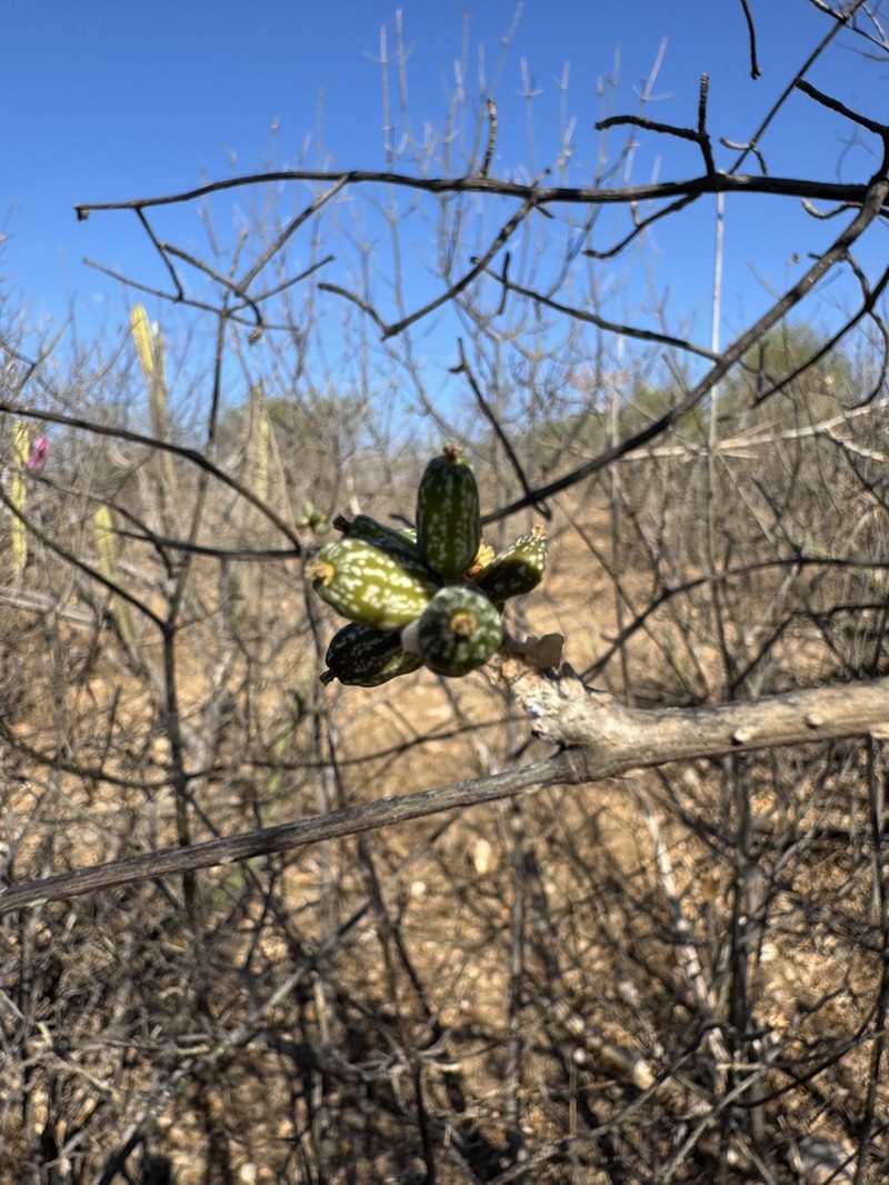 Coralfruit