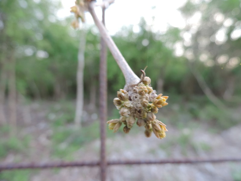Coralfruit photo 2