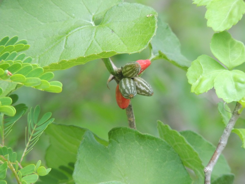 Coralfruit photo 4