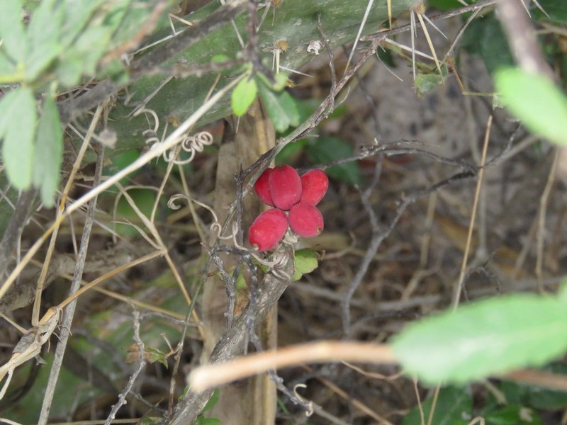 Coralfruit photo 5