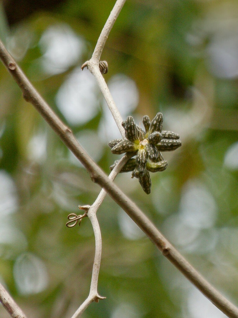Coralfruit photo 7
