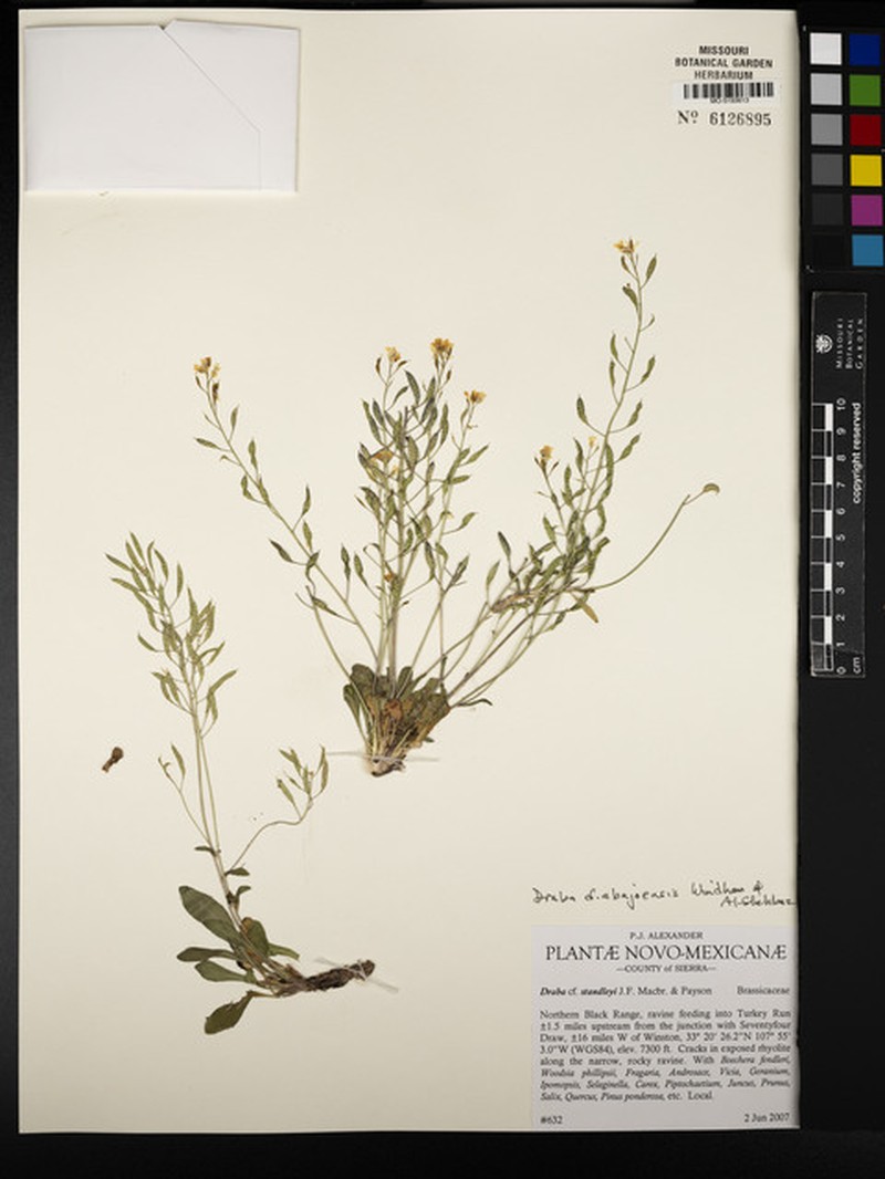 Draba abajoensis