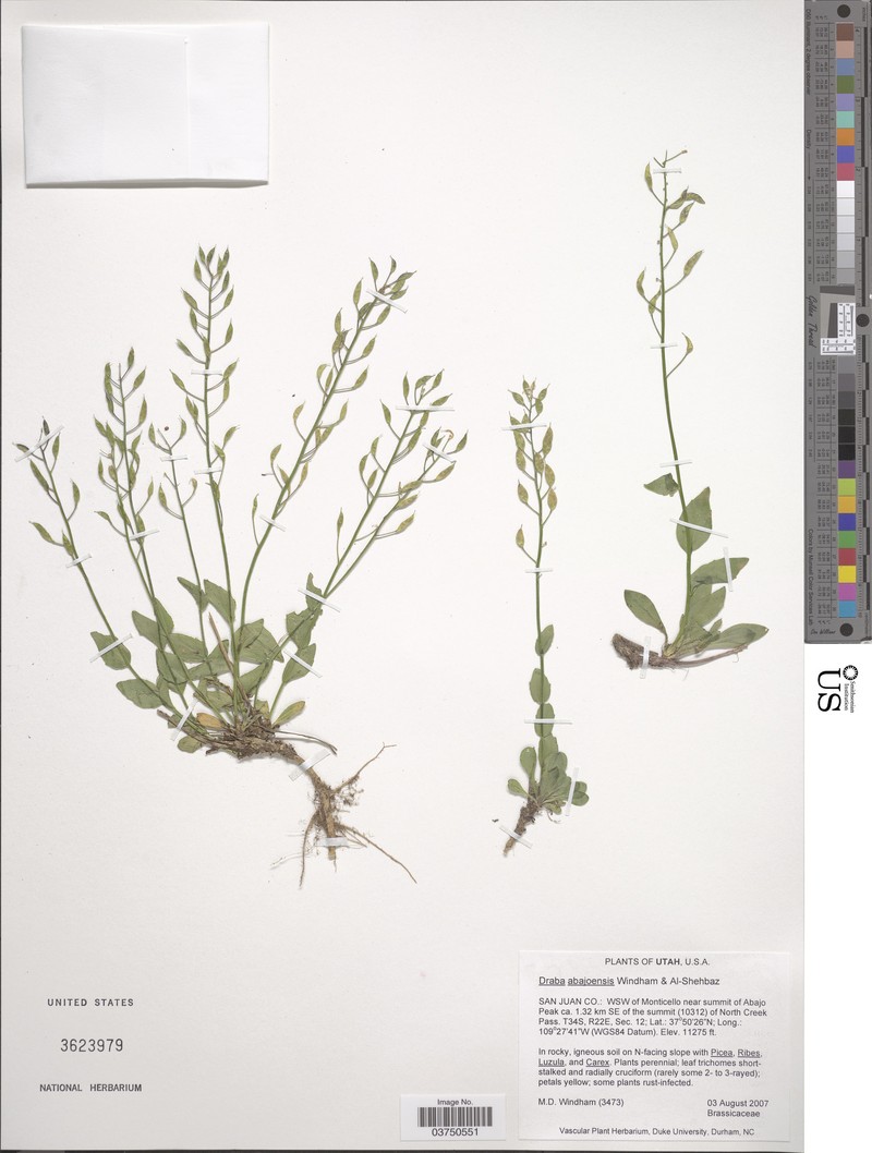 Draba abajoensis photo 2