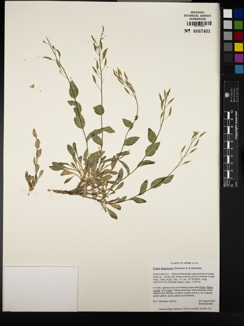 Draba abajoensis photo 3
