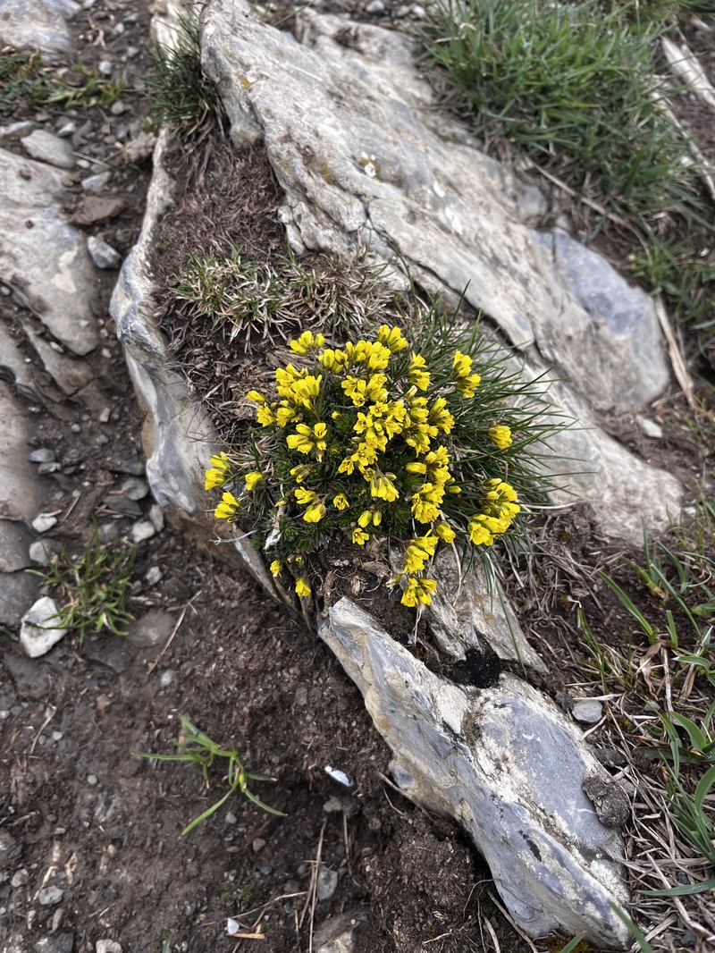 Draba aizoides subsp. aizoides