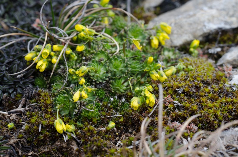Draba aizoides subsp. aizoides photo 2