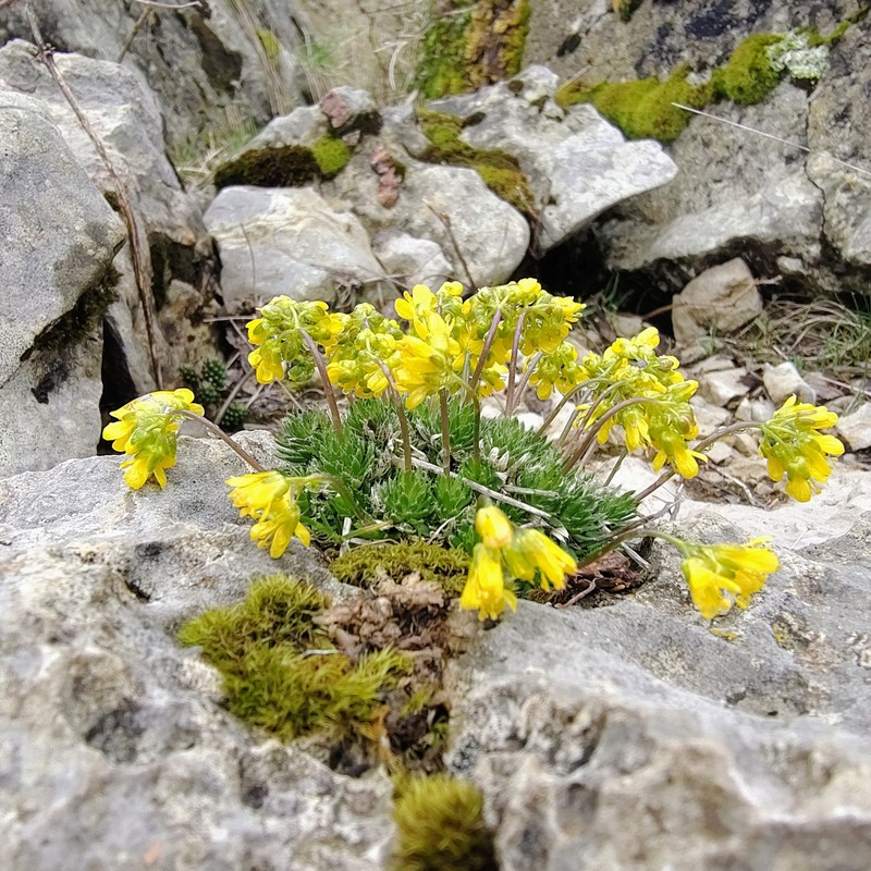 Draba aizoides subsp. aizoides photo 3