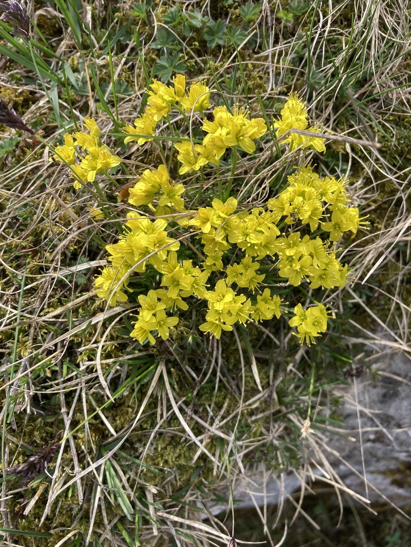 Draba aizoides subsp. aizoides photo 4