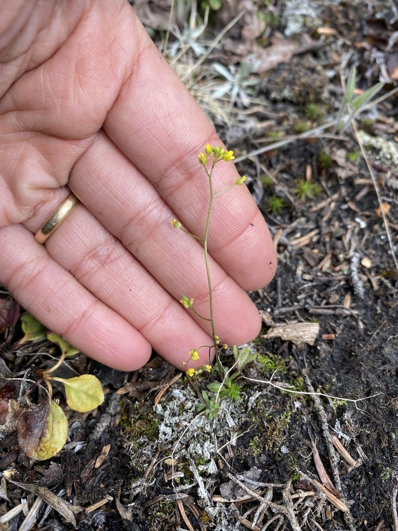 Slender Draba