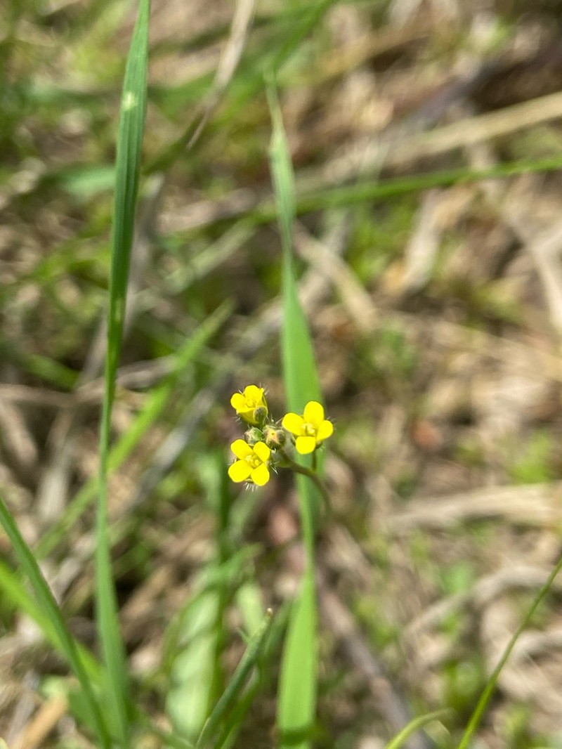 Slender Draba photo 2