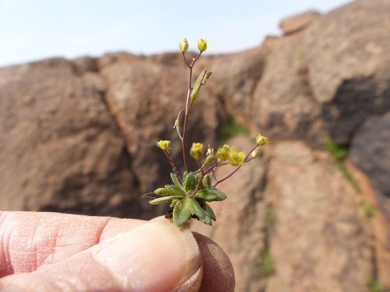 Slender Draba photo 3