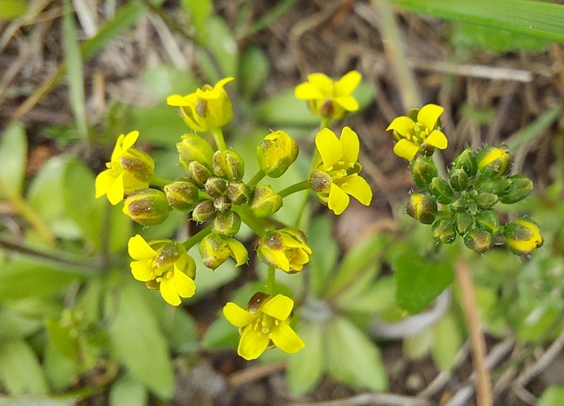 Slender Draba photo 4