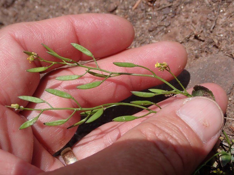 Slender Draba photo 5