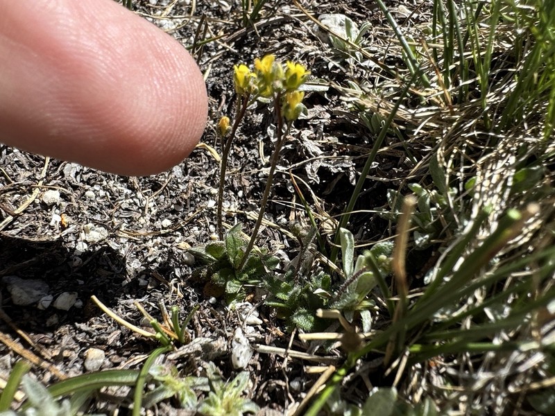 Slender Draba photo 6