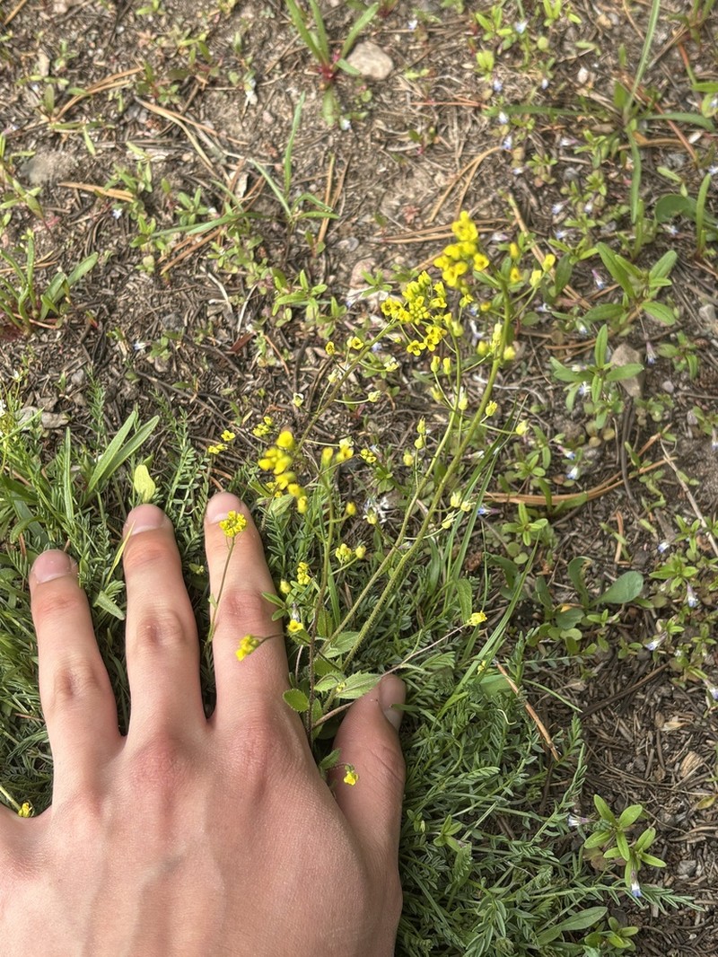Slender Draba photo 7
