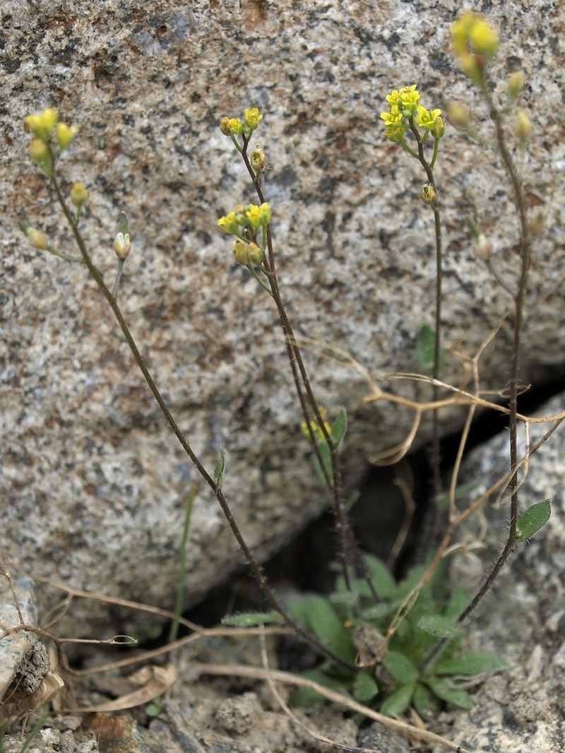 Slender Draba photo 8