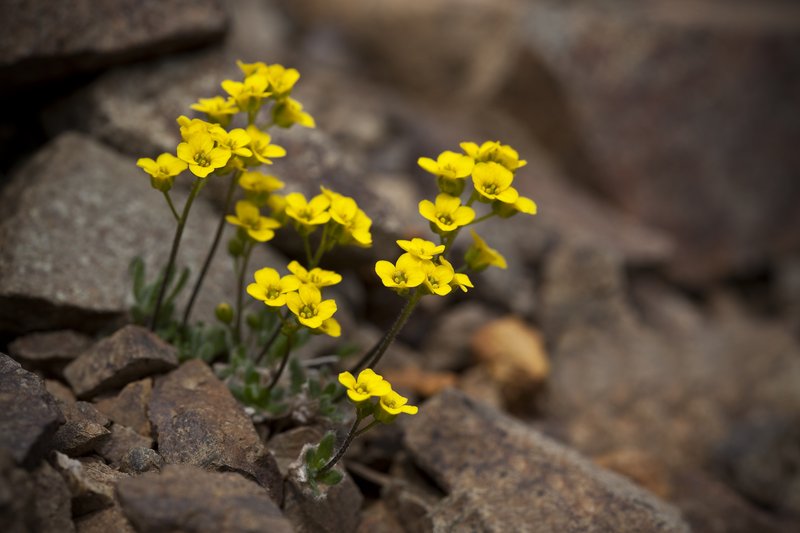 Alpine Draba