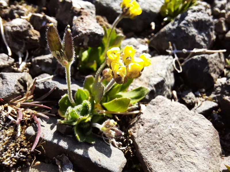 Alpine Draba