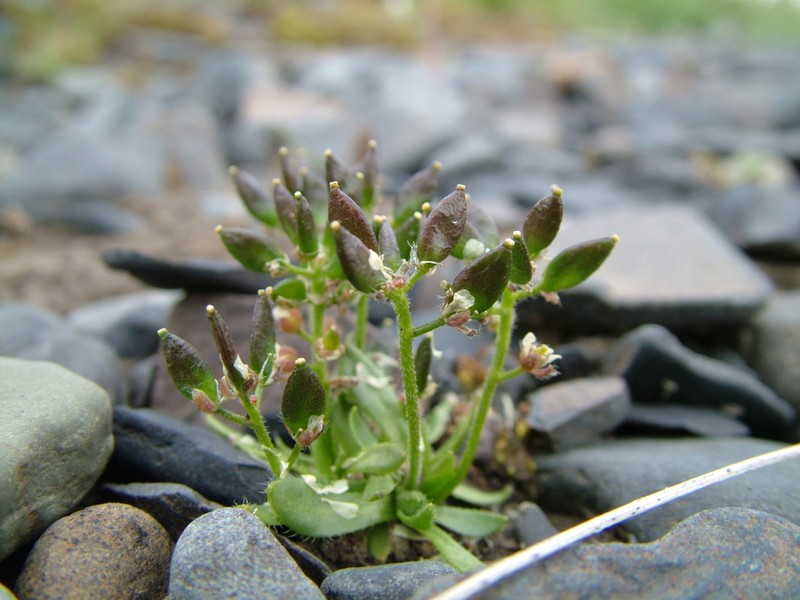 Alpine Draba photo 2