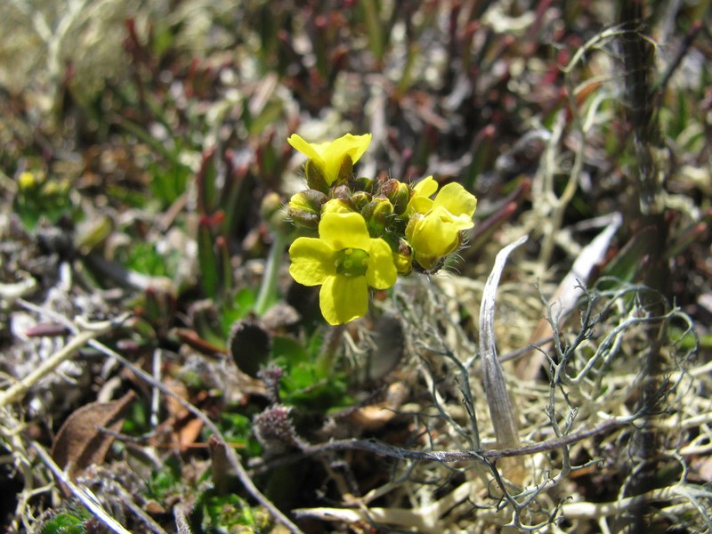 Alpine Draba photo 3