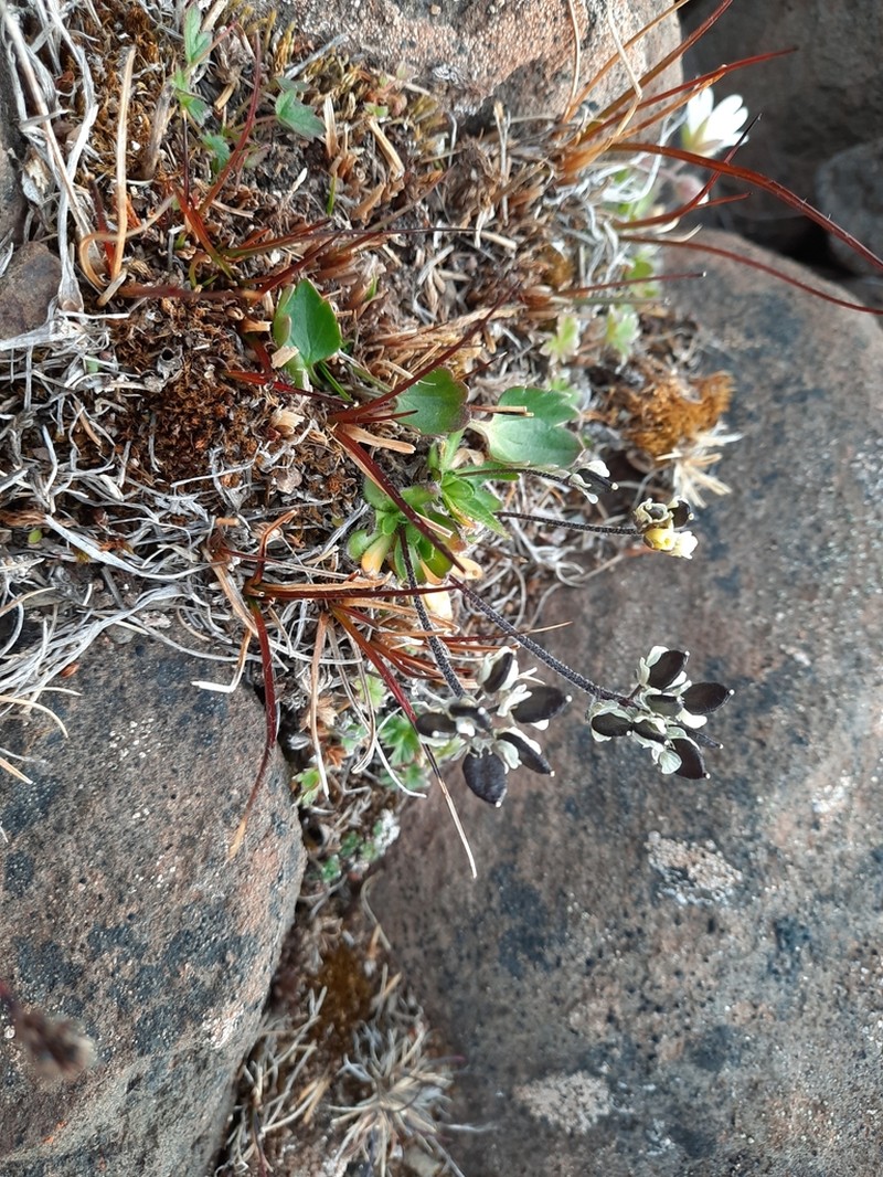Alpine Draba photo 4