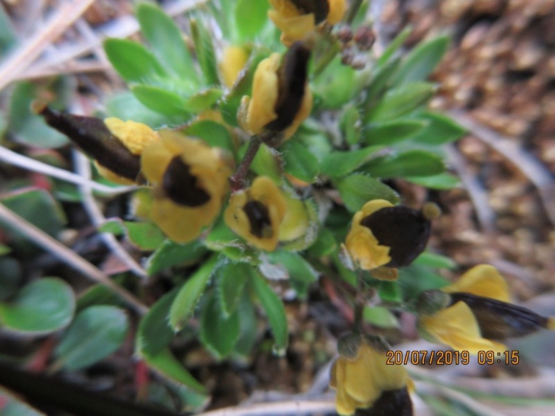 Alpine Draba photo 5