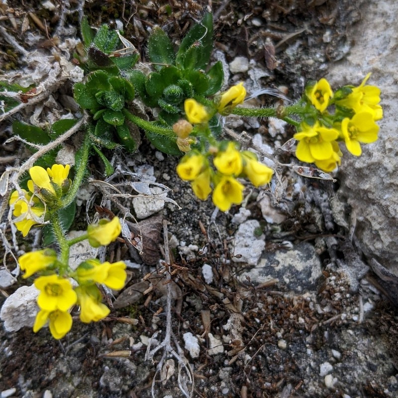 Alpine Draba photo 6