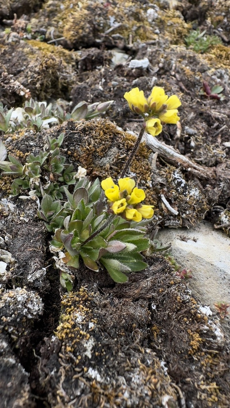 Alpine Draba photo 7
