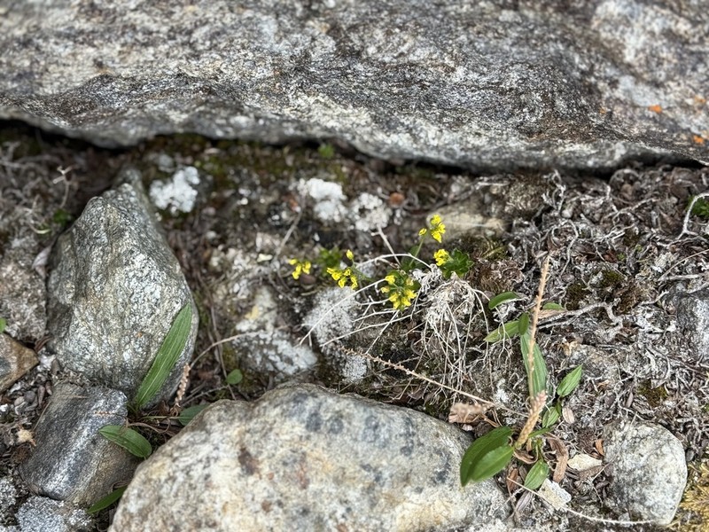 Alpine Draba photo 8