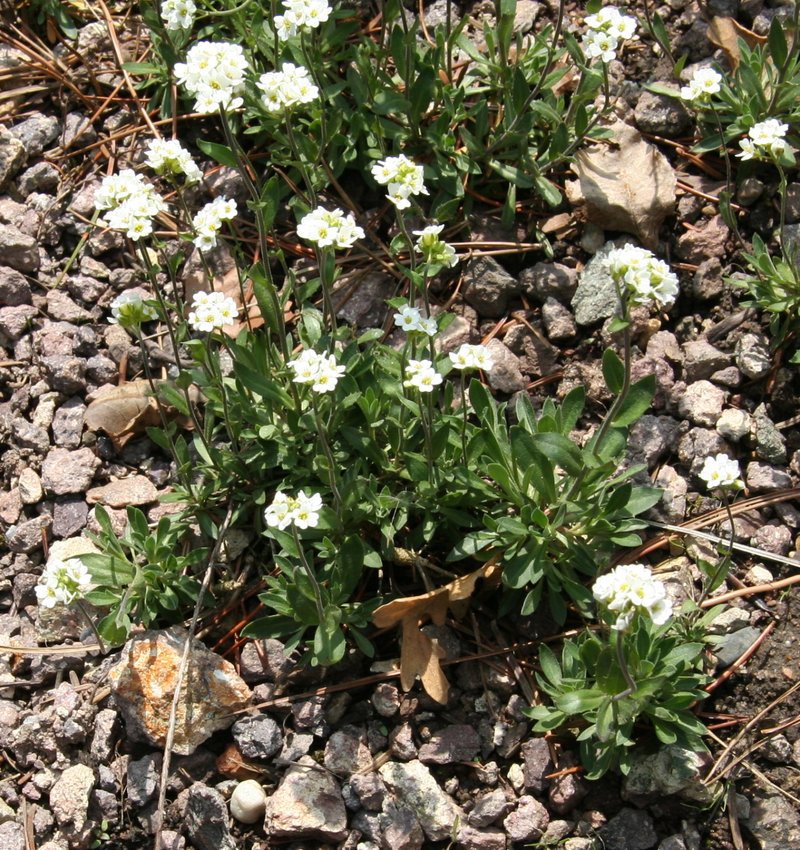 Rock Draba