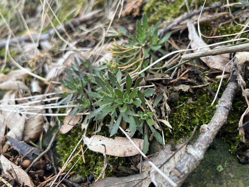 Rock Draba