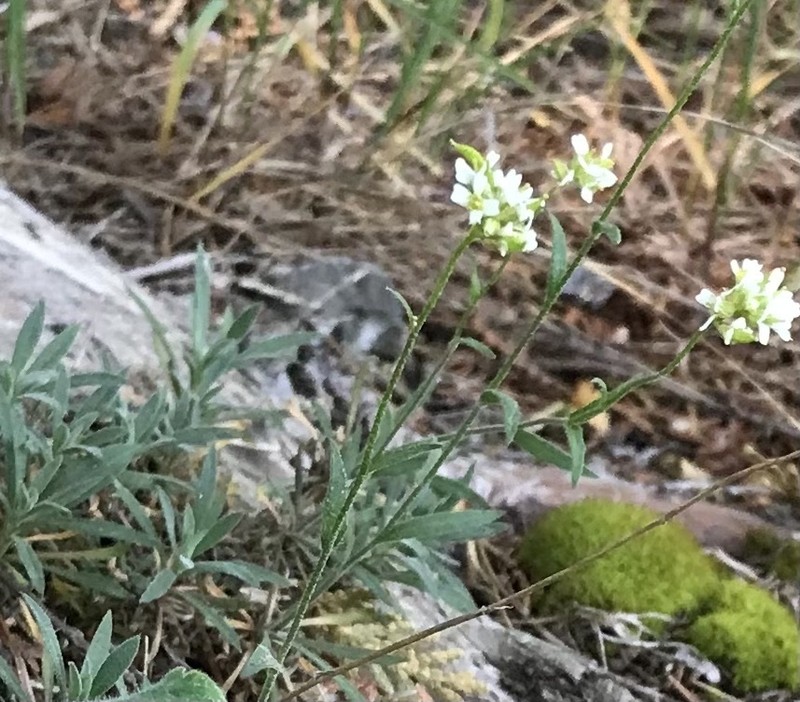 Rock Draba photo 2
