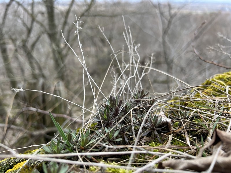 Rock Draba photo 3