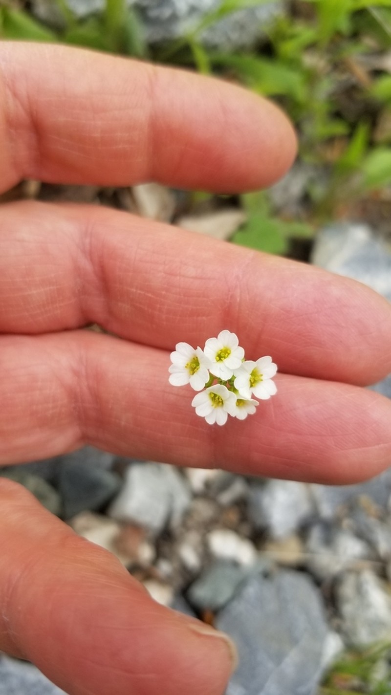 Rock Draba photo 4