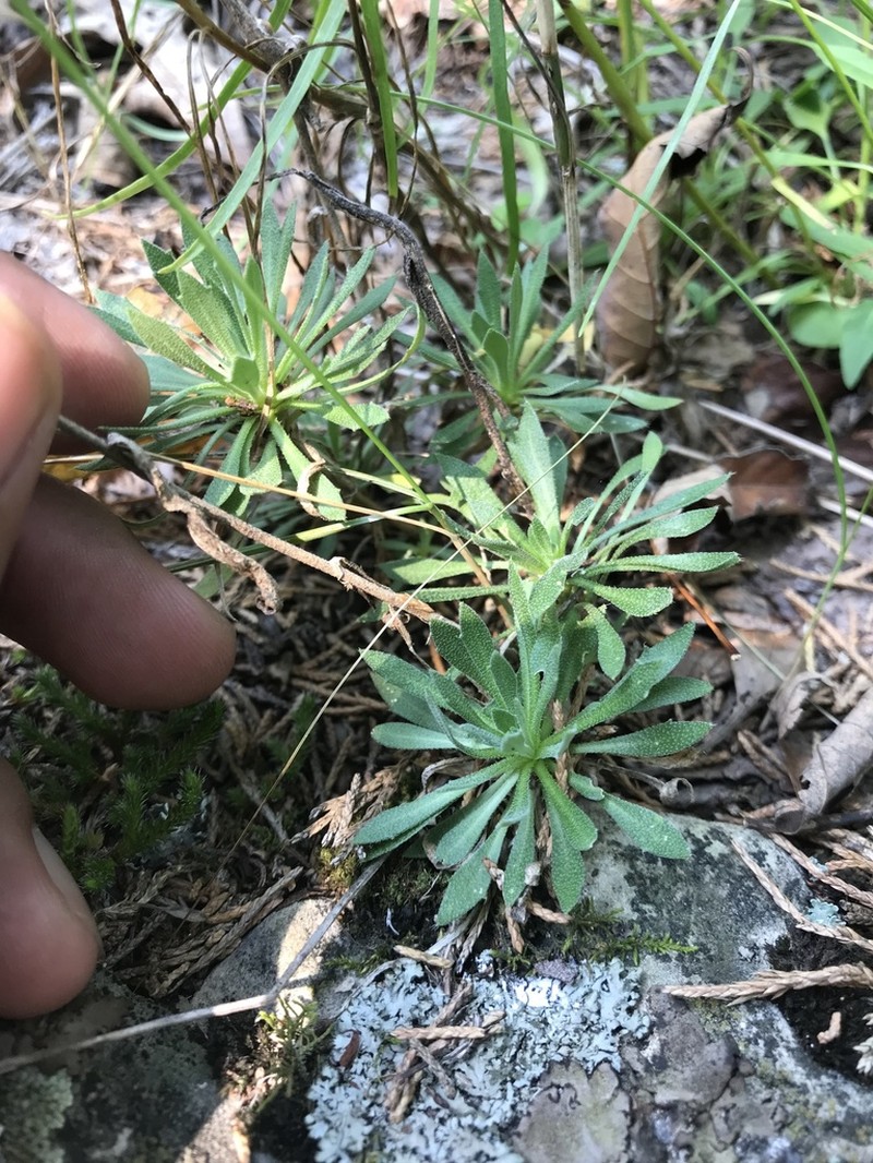Rock Draba photo 5