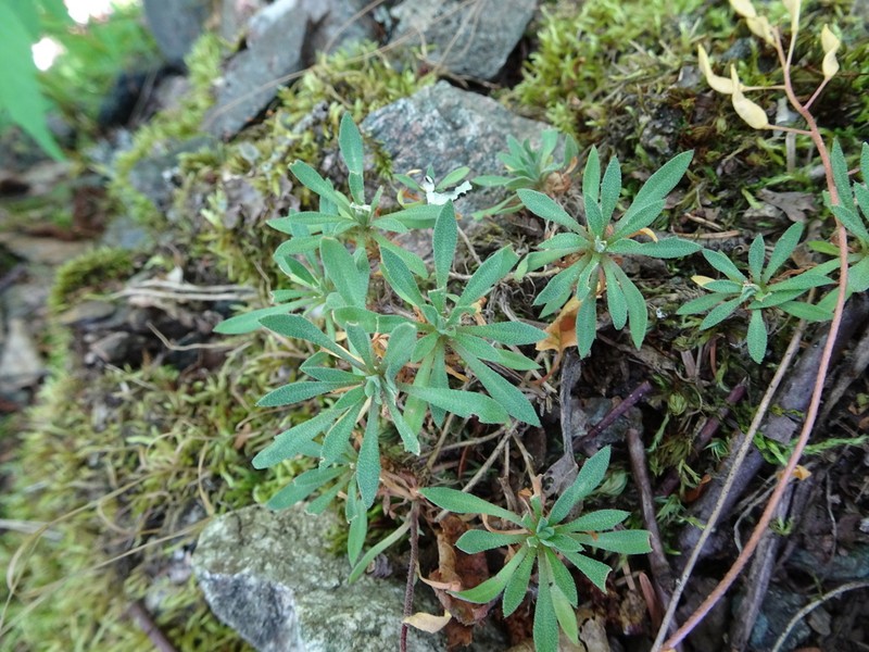 Rock Draba photo 6
