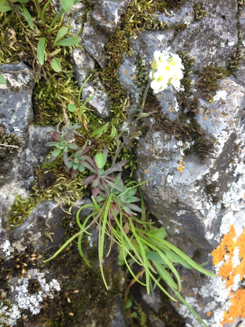 Rock Draba photo 7