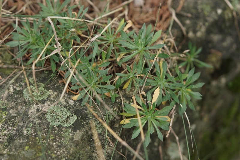 Rock Draba photo 8