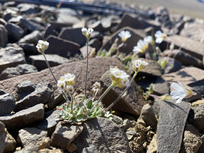 Arctic Whitlowgrass