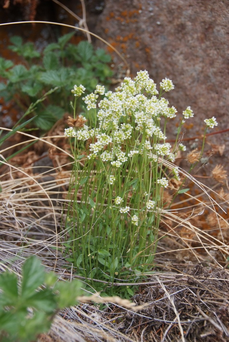 Arctic Whitlowgrass photo 2