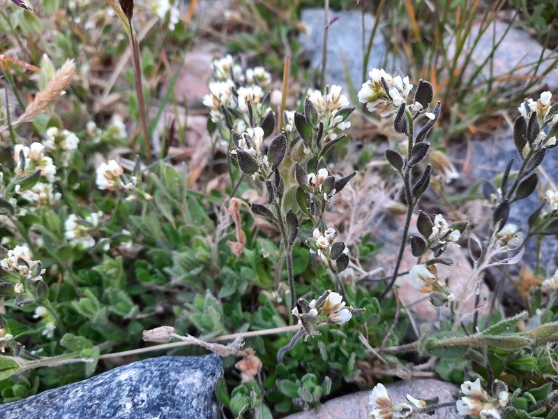 Arctic Whitlowgrass photo 3