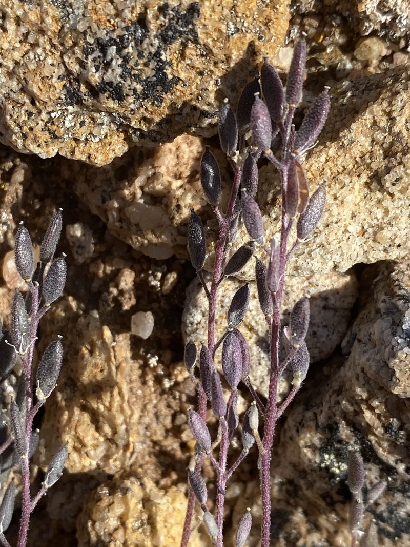 Arctic Whitlowgrass photo 4
