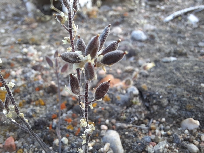 Arctic Whitlowgrass photo 5