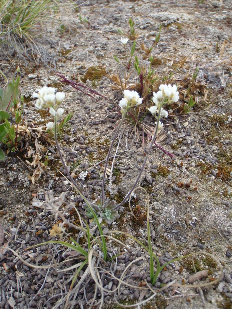 Arctic Whitlowgrass photo 6