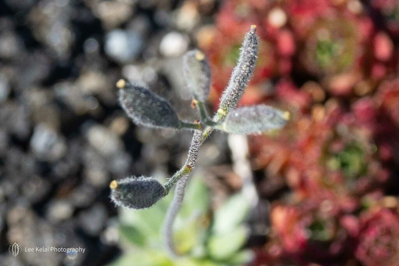 Arctic Whitlowgrass photo 7