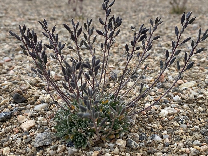 Arctic Whitlowgrass photo 8