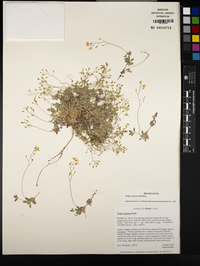 Silver Draba